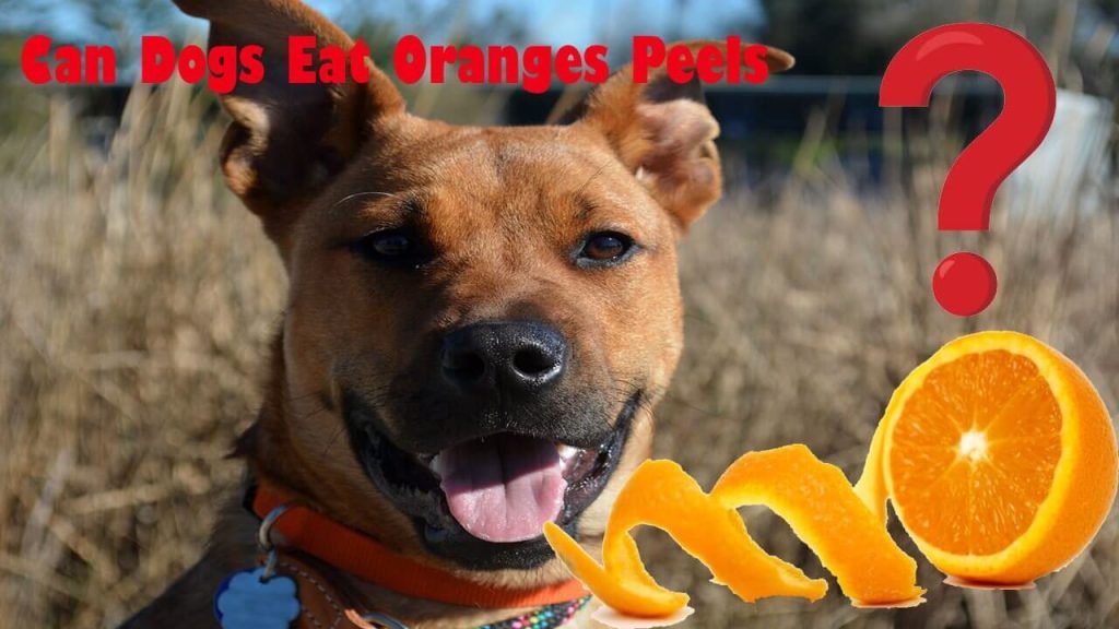 Can Dogs Eat Oranges Peels