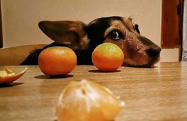 can dogs eat citrus fruits