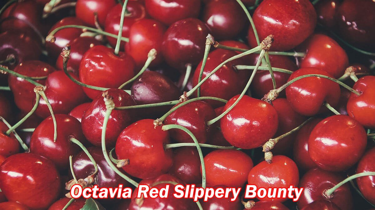 Octavia Red Slippery Bounty: Unveiling the Mysteries 2023