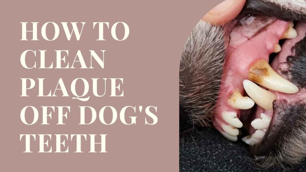 How to Clean Plaque Off Dog's Teeth