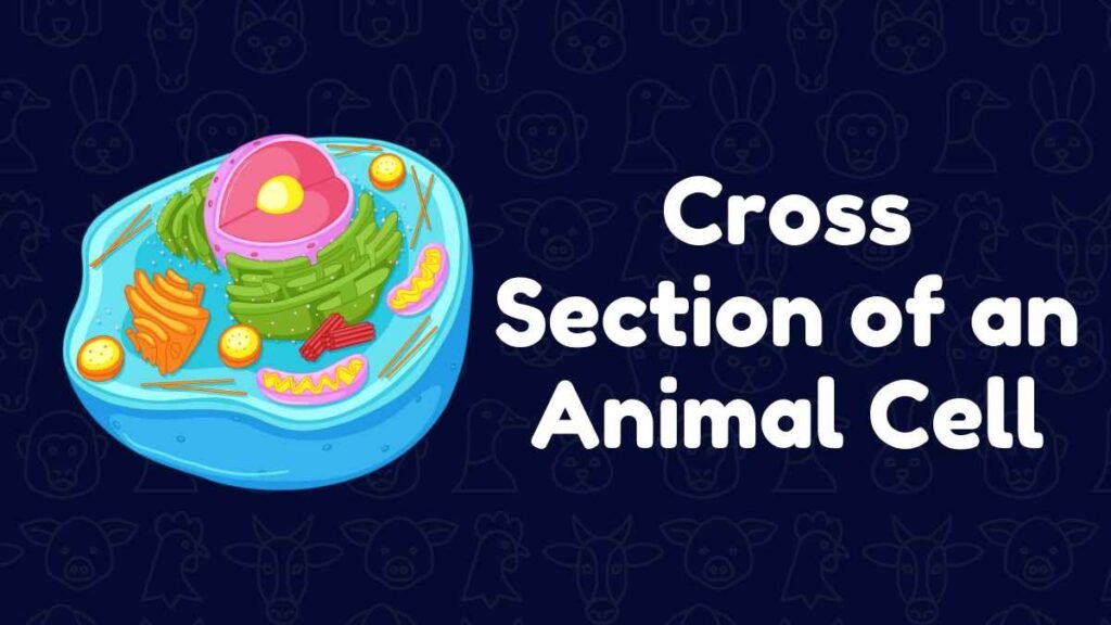 Cross Section of an Animal Cell